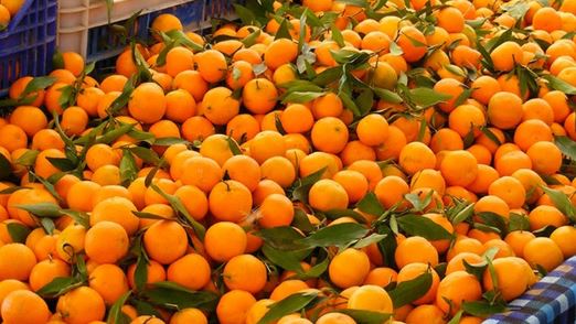 म्याग्दीमा सुन्तलाको उत्पादन बढ्दोः वार्षिक साढे सात करोडको कारोबार
