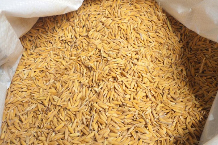 बल्ल धान खरिद गर्न थाले खाद्य कम्पनी