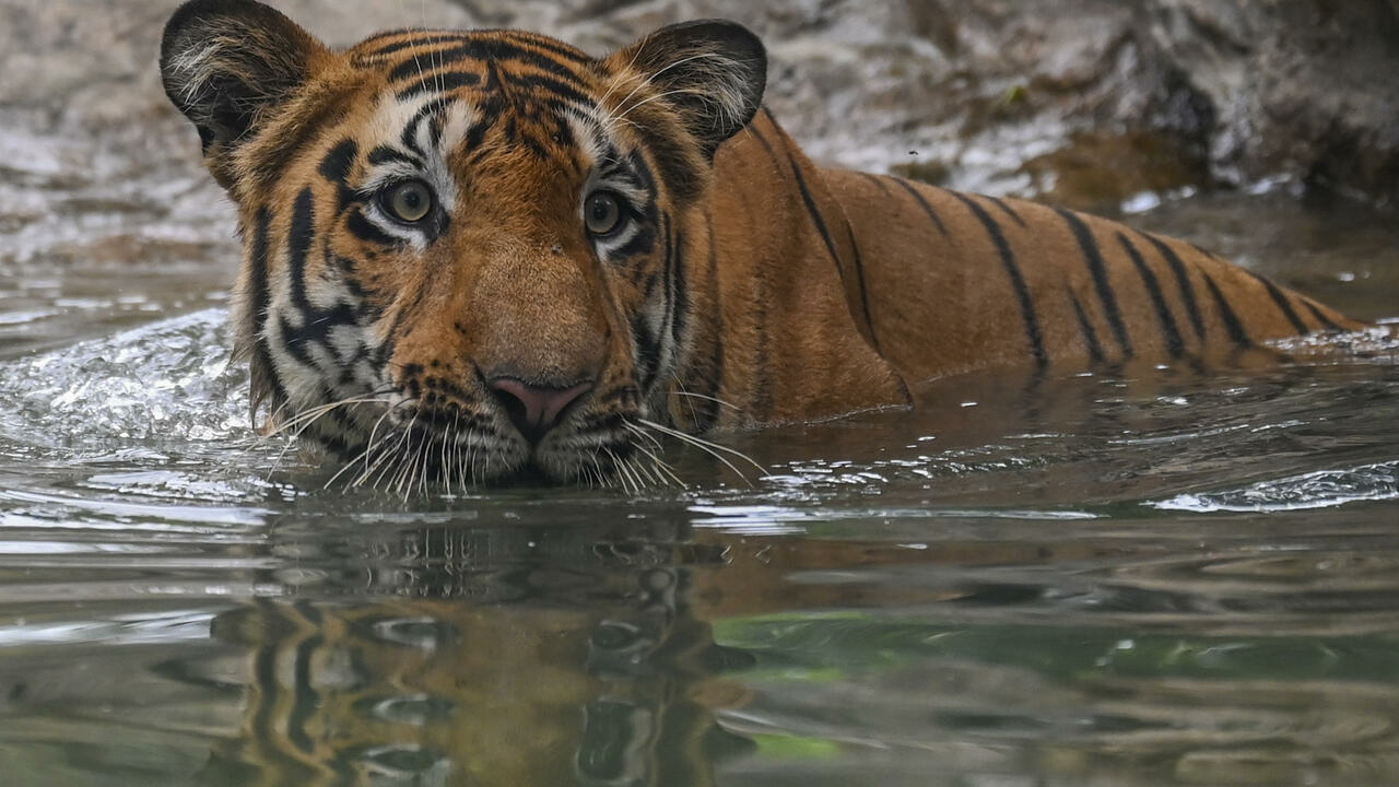 India’s tiger conservation body said 126 of the endangered big cats died in 2021,