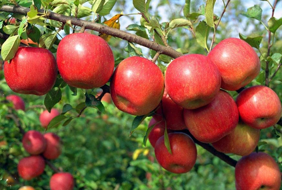 जुम्लाका किसानलाई स्याउ बगैँचा व्यवस्थापनमा चटारो