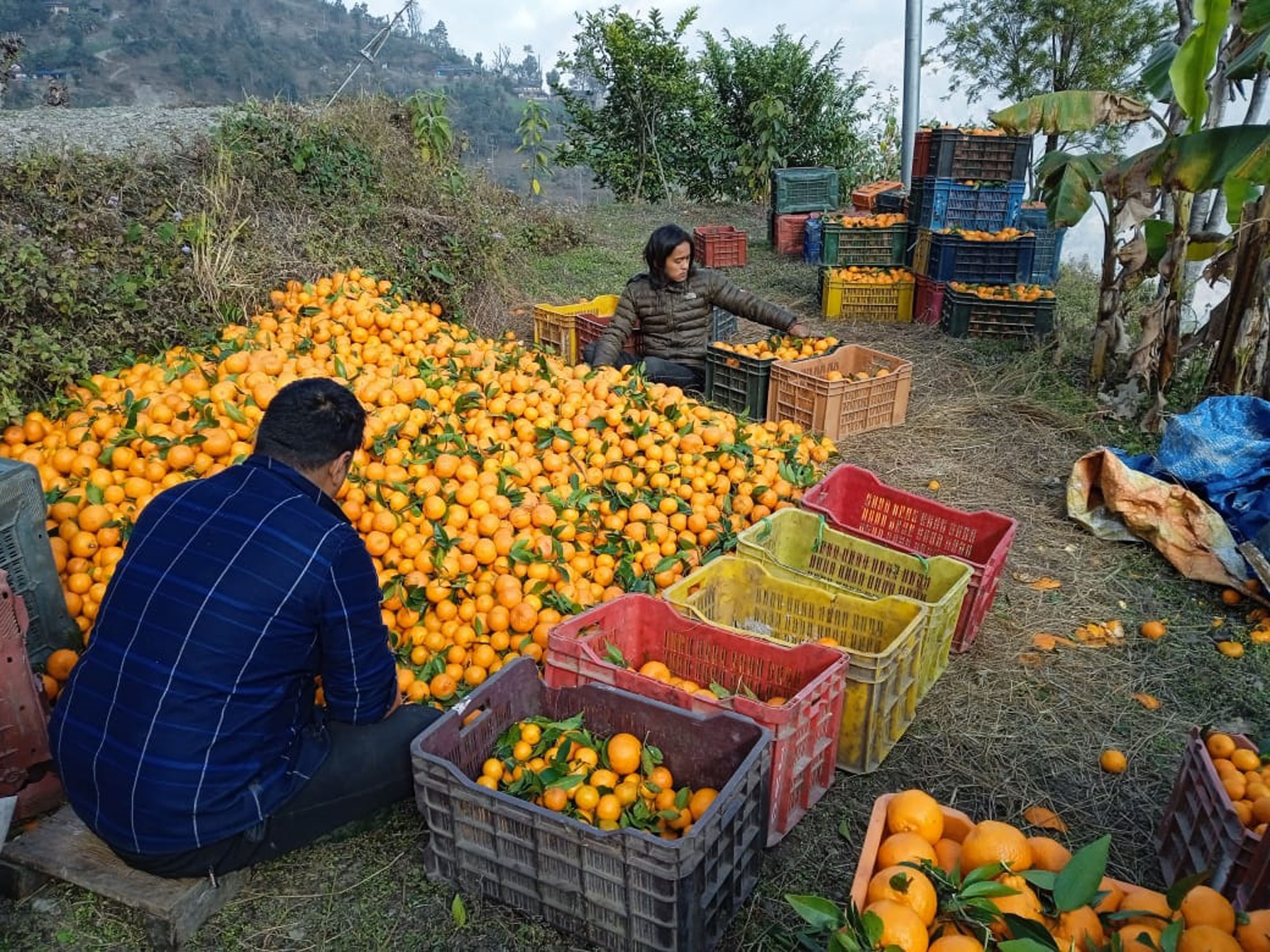 मङ्गलामा २१ लाखको सुन्तला बिक्री
