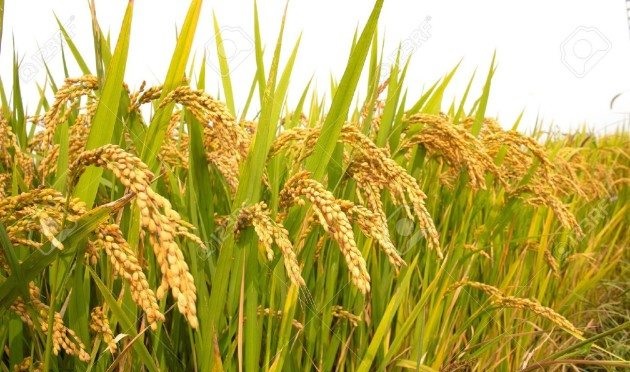 धानको उत्पादन कम हुँदा किसान निरास