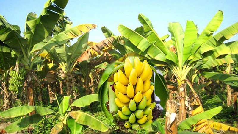 मालभोग केरामा ‘पानामा’ रोगको समस्या