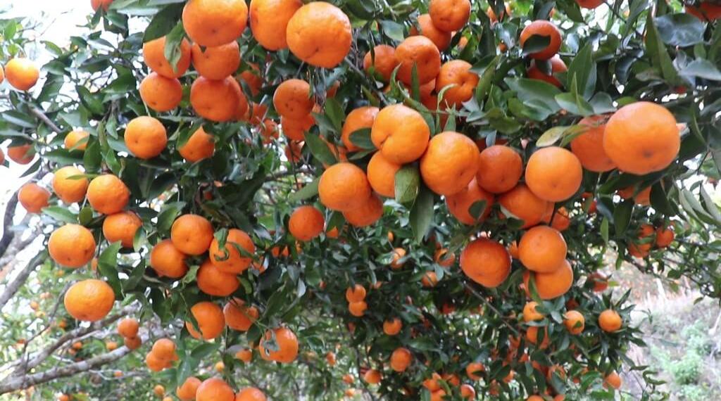 पाखोमा फल्यो डेढ करोडको सुन्तला