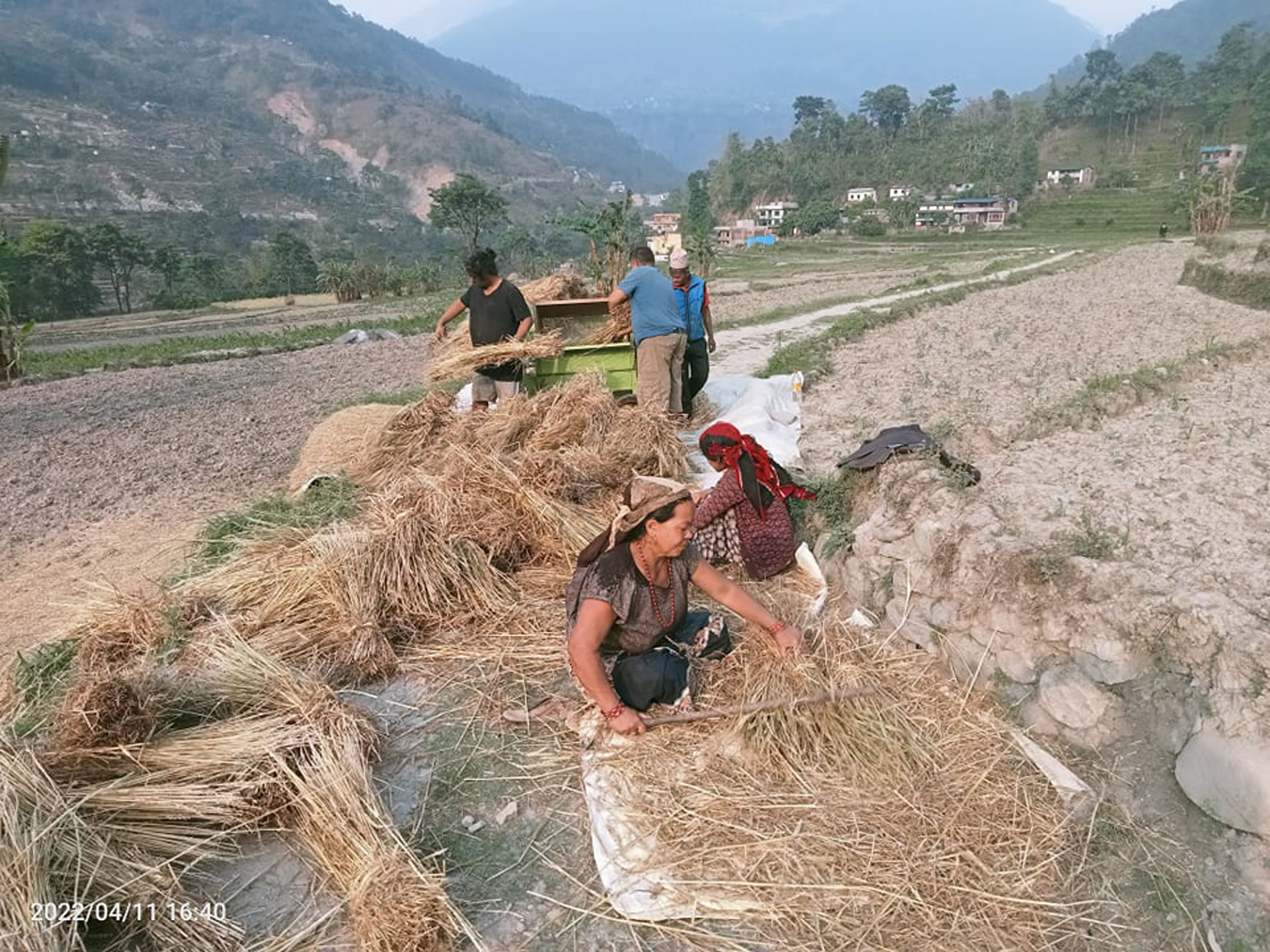 किसानलाई गहुँ भित्र्याउने चटारो, दललाई चुनावको