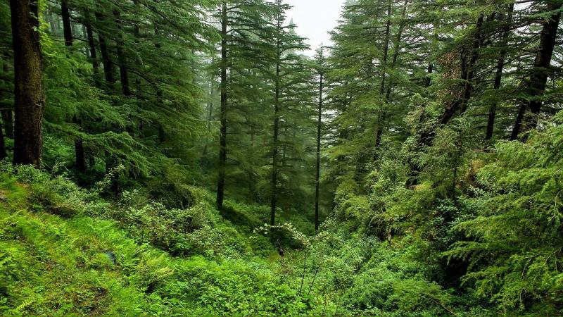 आम्दानीको स्रोत बन्दै सामुदायिक वन