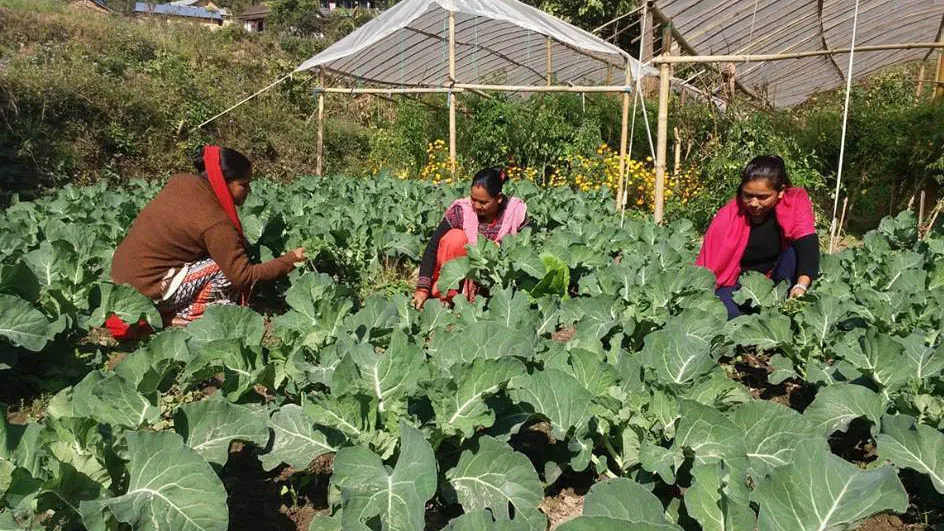 सफल बन्दै महिलाहरूको सामूहिक तरकारी खेती