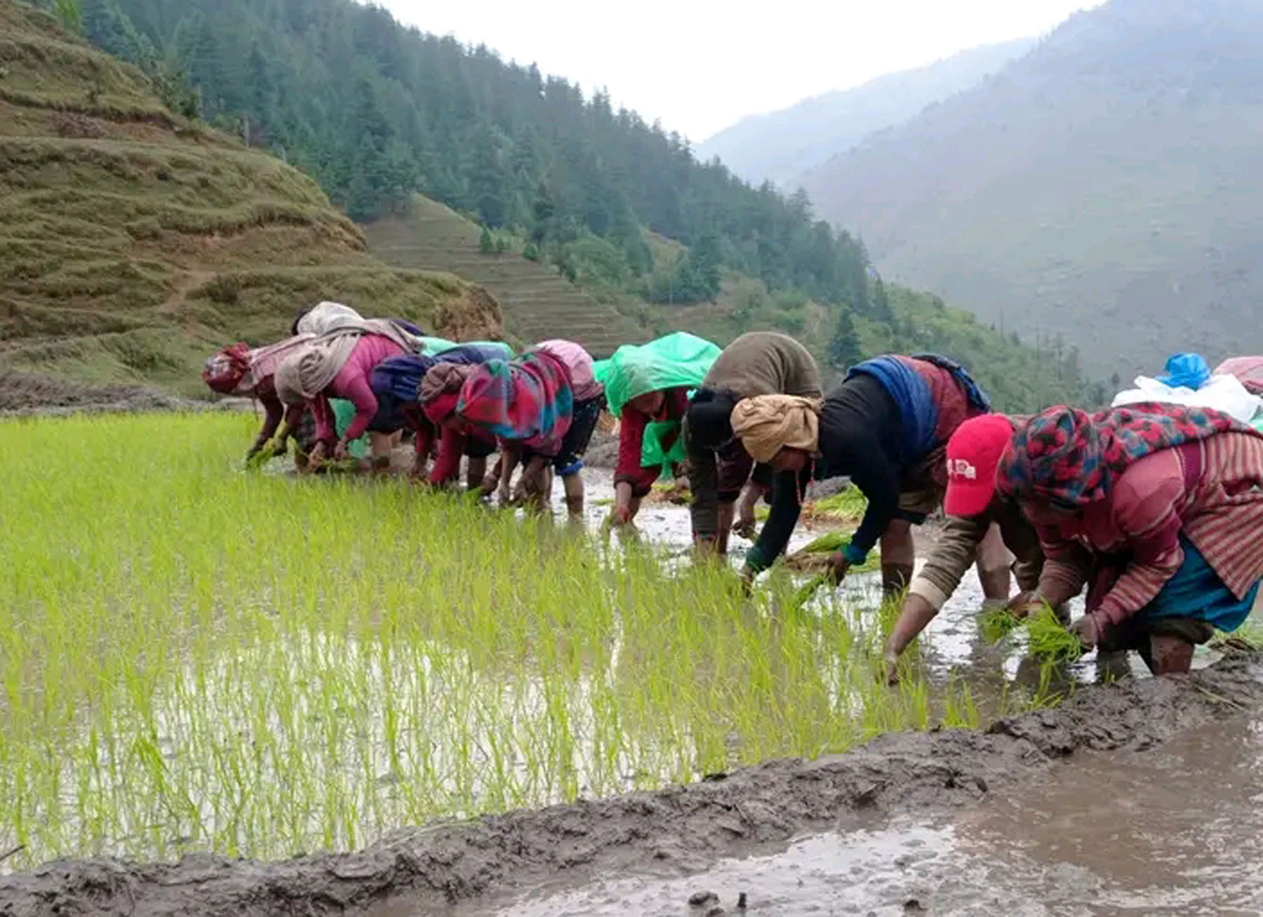 उच्च स्थानमा धान रोपाइँ