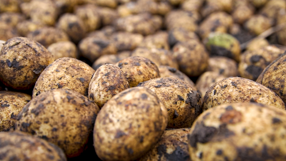 World Potato Congress held in Dublin