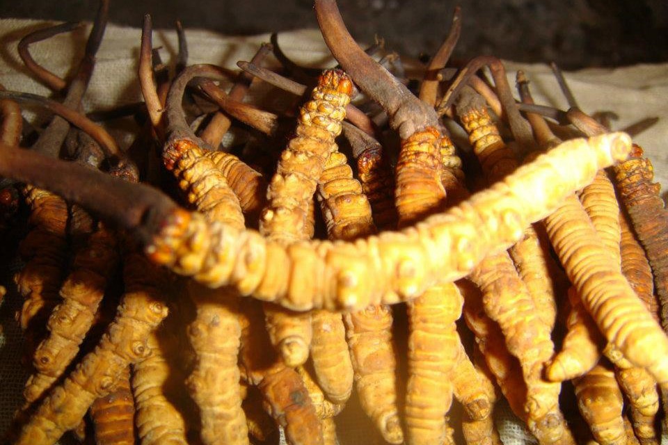 राष्ट्रिय निकुञ्जबाट यार्सागुम्बा सङ्कलन सुरु