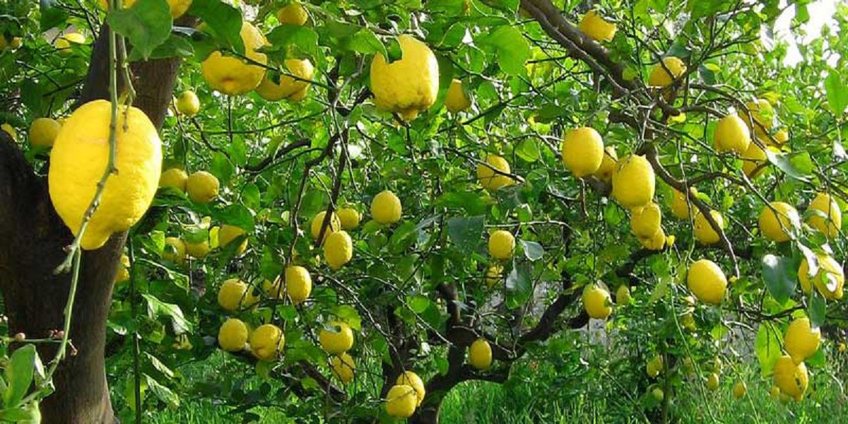 पर्वतमा कागतीखेती अभियान
