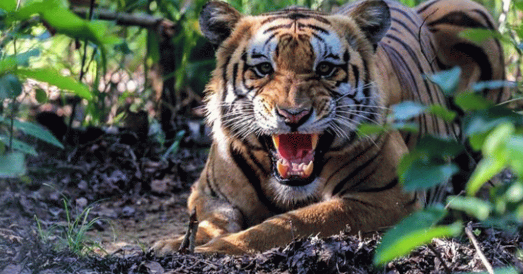 चितवनमा एक वर्षमा जङ्गली जनावरको आक्रमणमा २२ जनाको मृत्यु