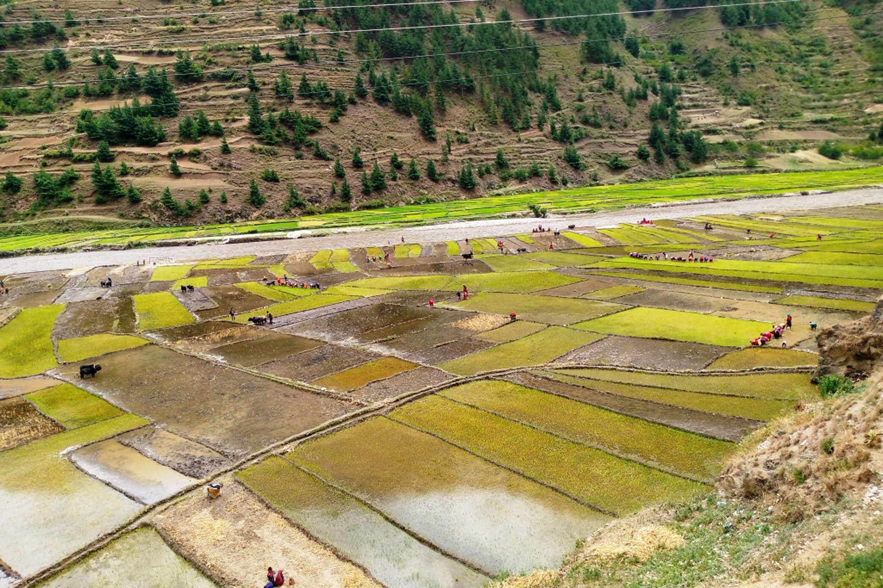 धान दिवसः जुम्ली मार्सी चामलको माग अन्तर्राष्ट्रिय बजारमा