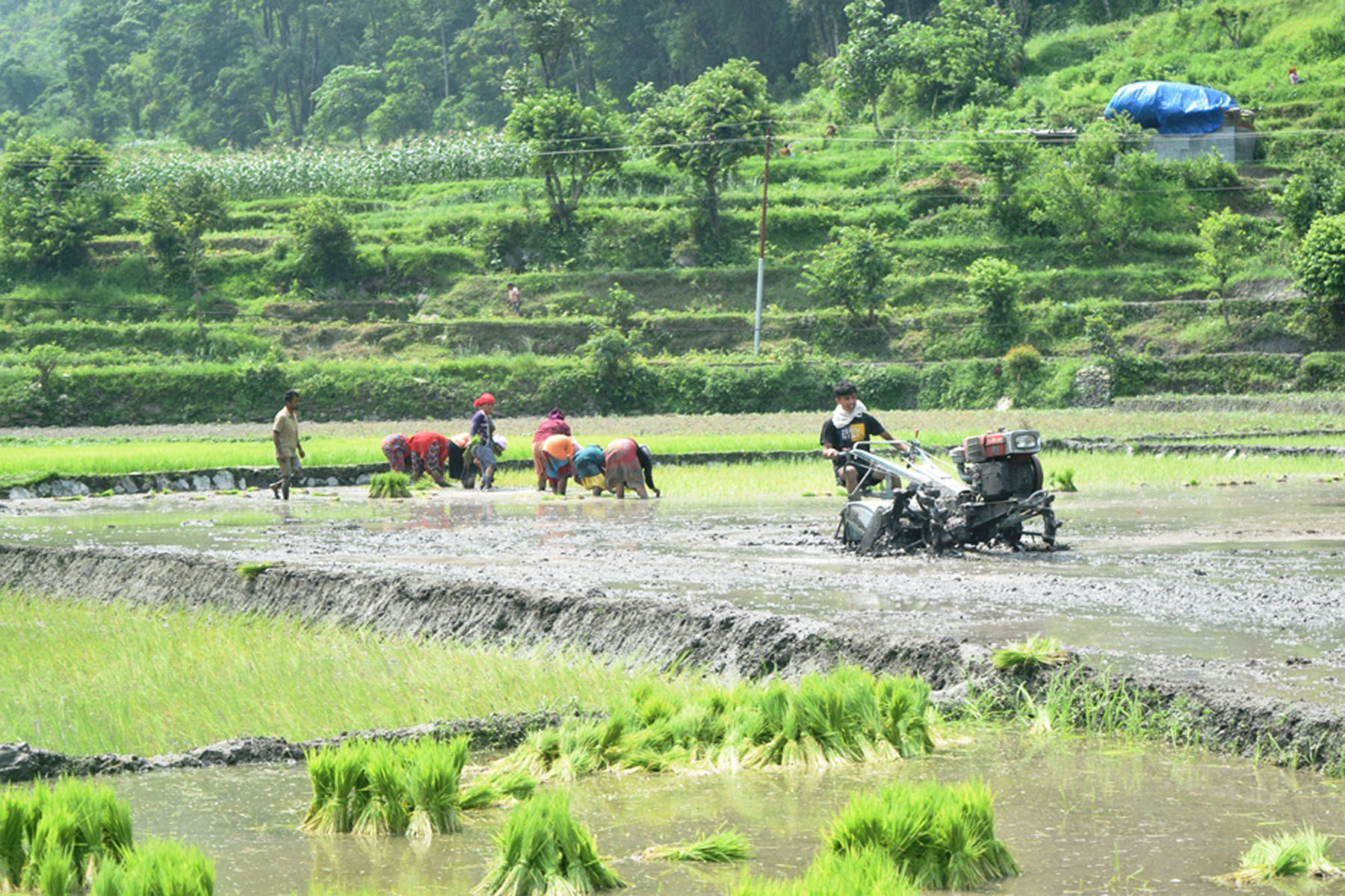रोपाइँ सुरु हुनै लाग्दा कञ्चनपुरका किसानलाई मलको अभाव