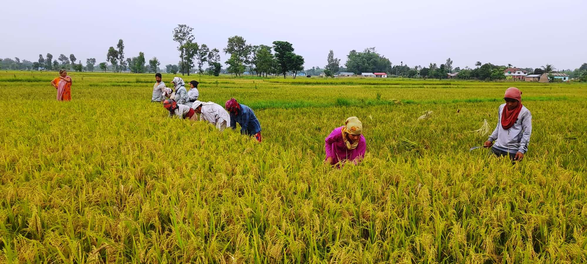 उन्नत जातले रैथाने बाली विस्थापित