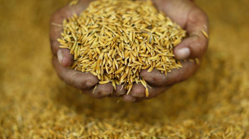 त्रियुगाका किसानलाई आधुनिक बीउ