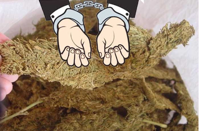 लागुऔषध गाँजासहित एक भारतीय पक्राउ