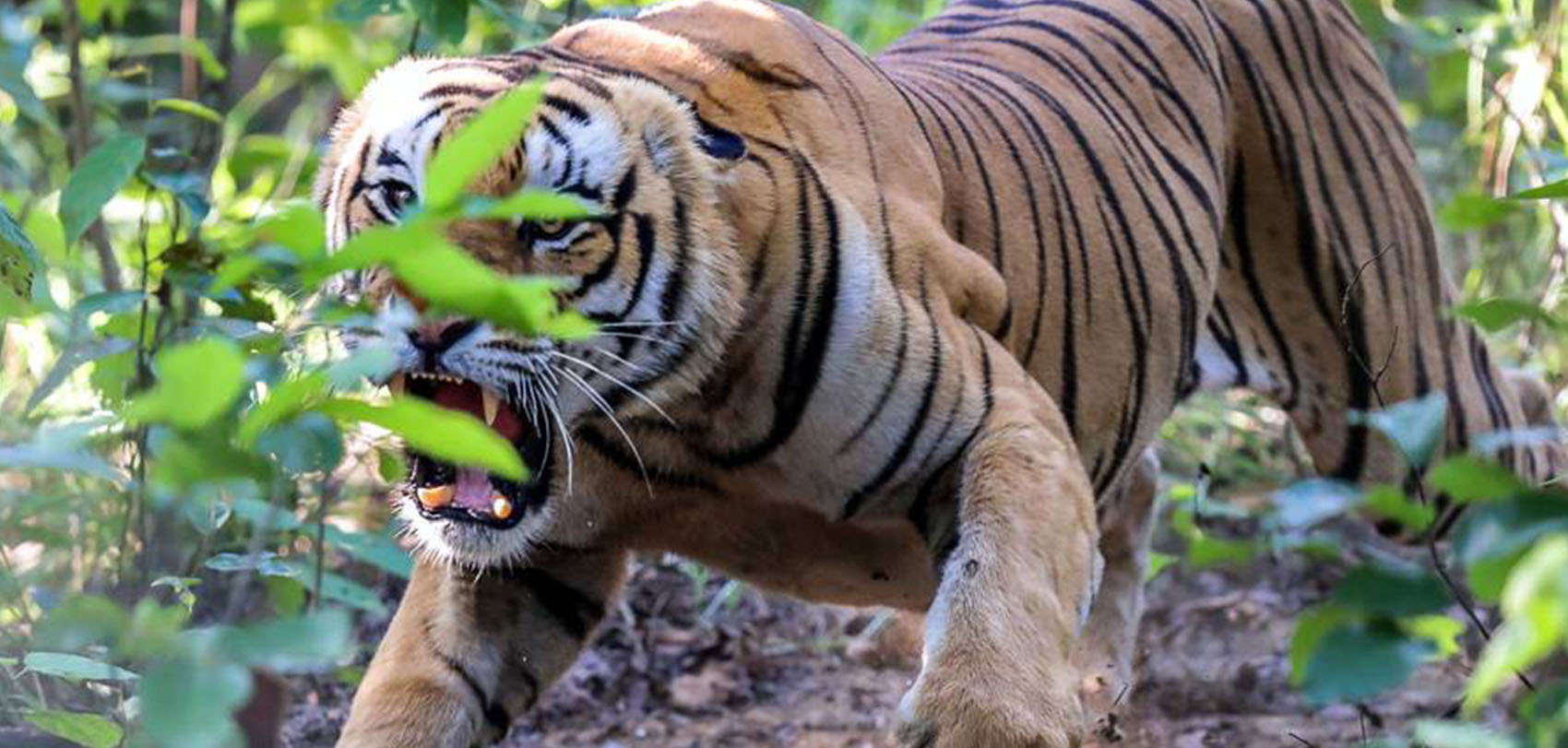 ११ महिनामा बाघको आक्रमणबाट १५ को मृत्यु