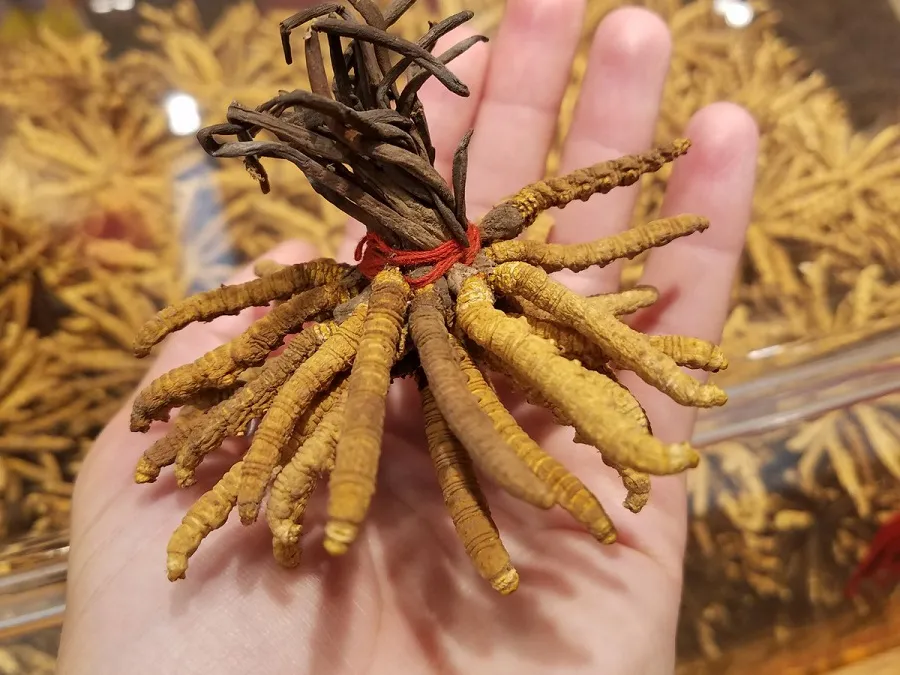 यार्सा सङ्कलन गर्न भीड