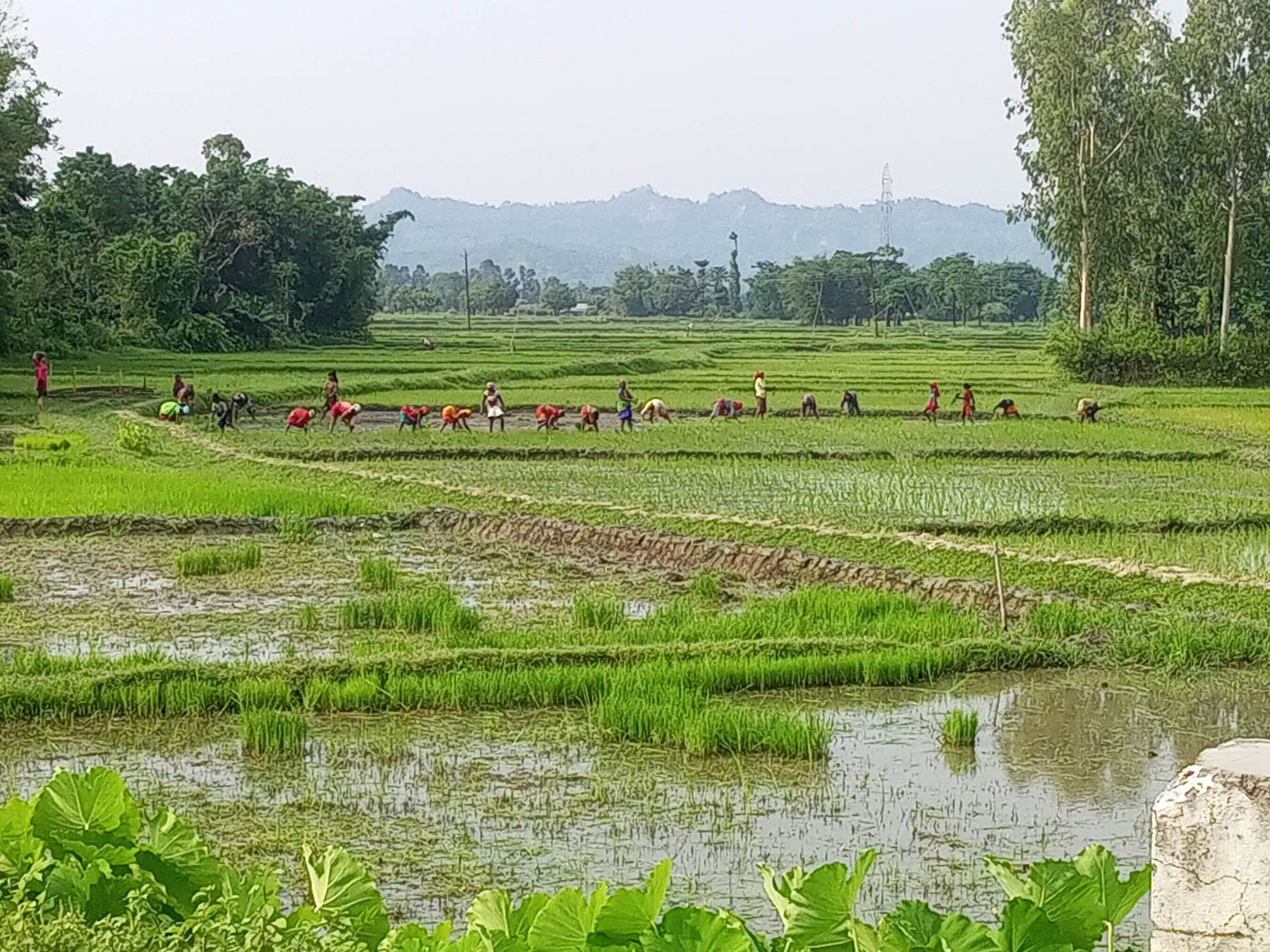 बागलुङका किसानलाई रोपाइँको चटारो