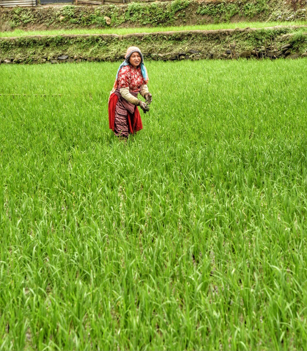 विनियोजित रकम किसानसम्म नपुगेको गुनासो