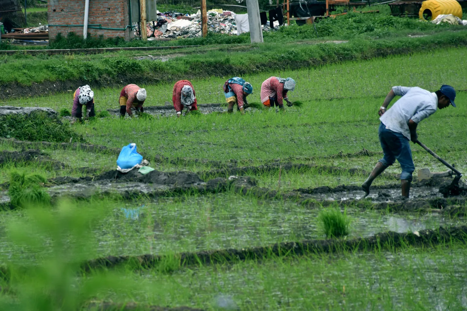 वर्षाको आशमा  किसान