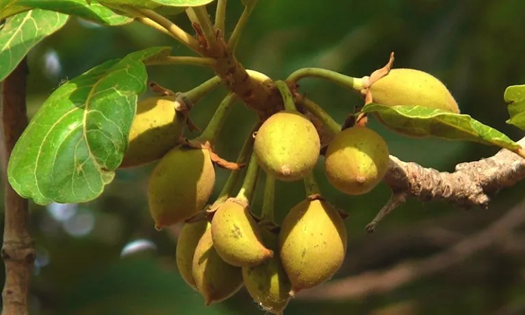 चिउरी संरक्षणका लागि एक लाख बिरुवा रोपिँदै