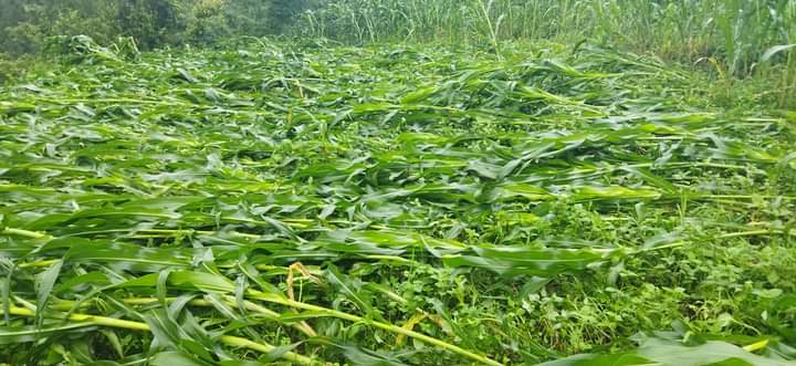 हावाहुरी र वर्षाले मकैबालीमा क्षति
