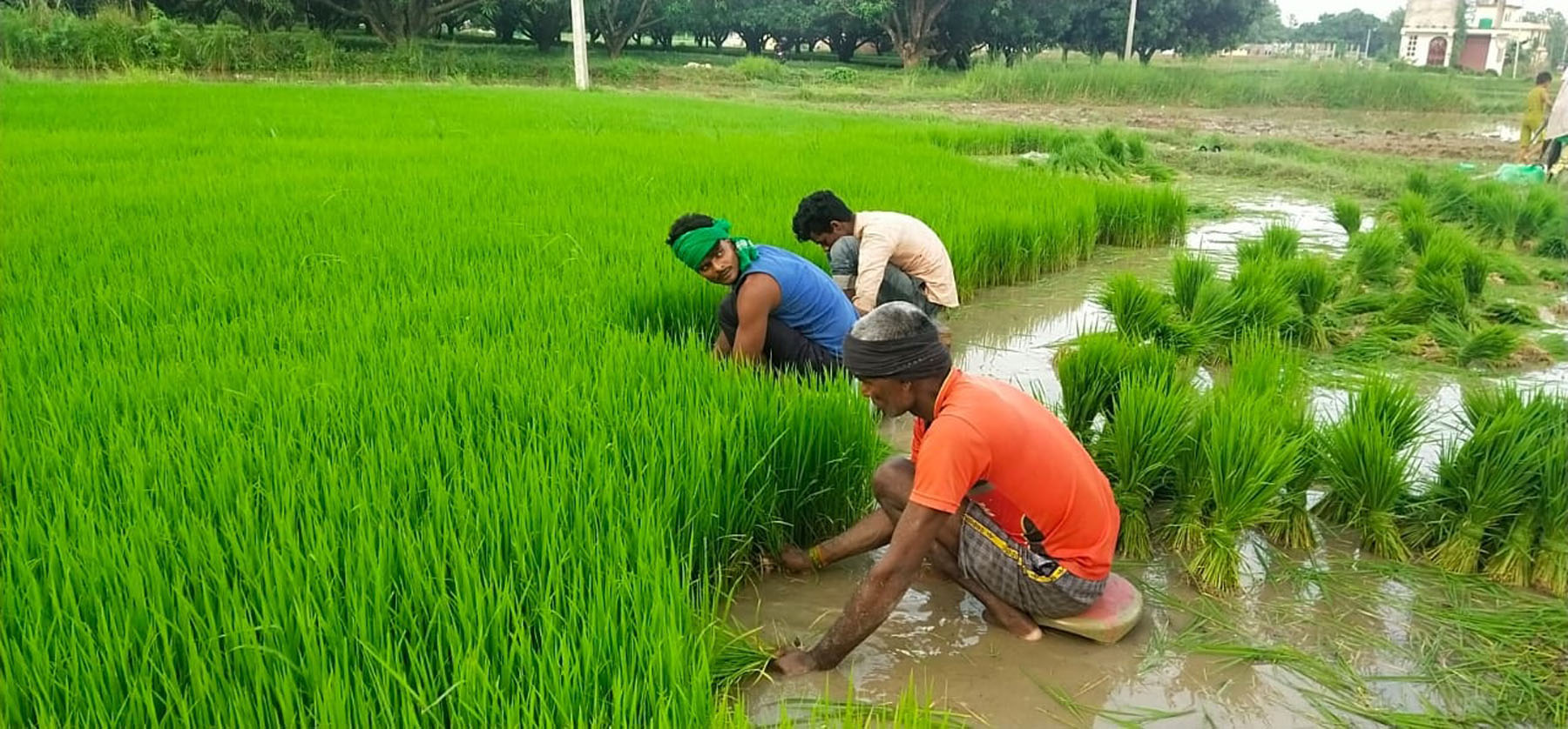कर्णालीमा ७१ प्रतिशत रोपाइँ