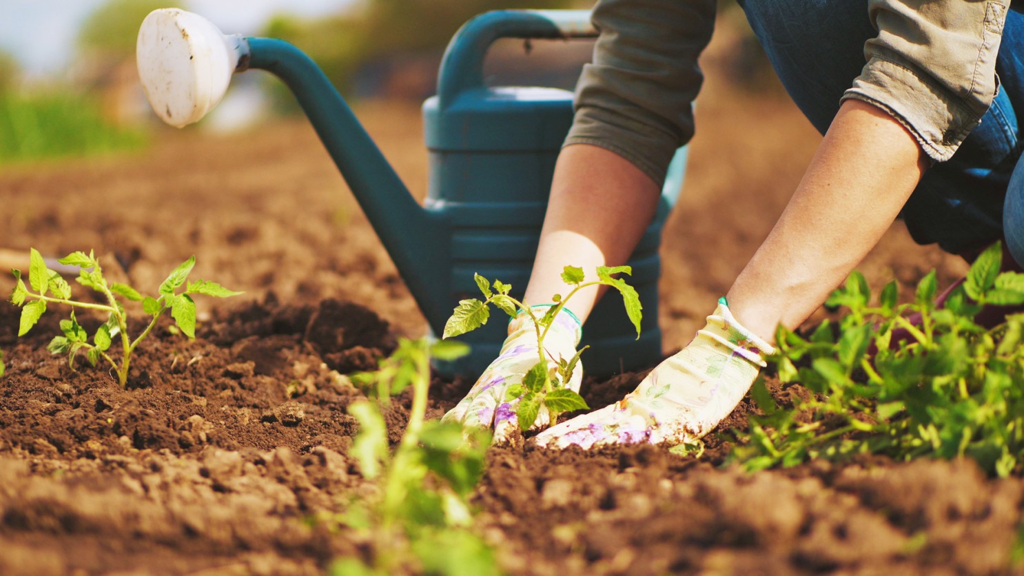 Gardening can promote better mental health: Study