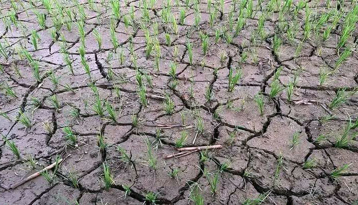 किसानको गुनासो : ‘आकाश हेर्दै असार बित्यो’