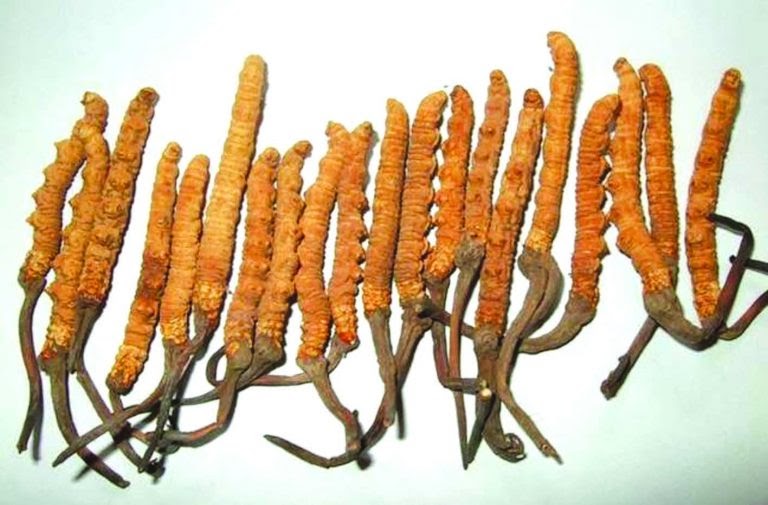 एक महिना यार्सागुम्बा टिपेर वर्षभरिको जोहो