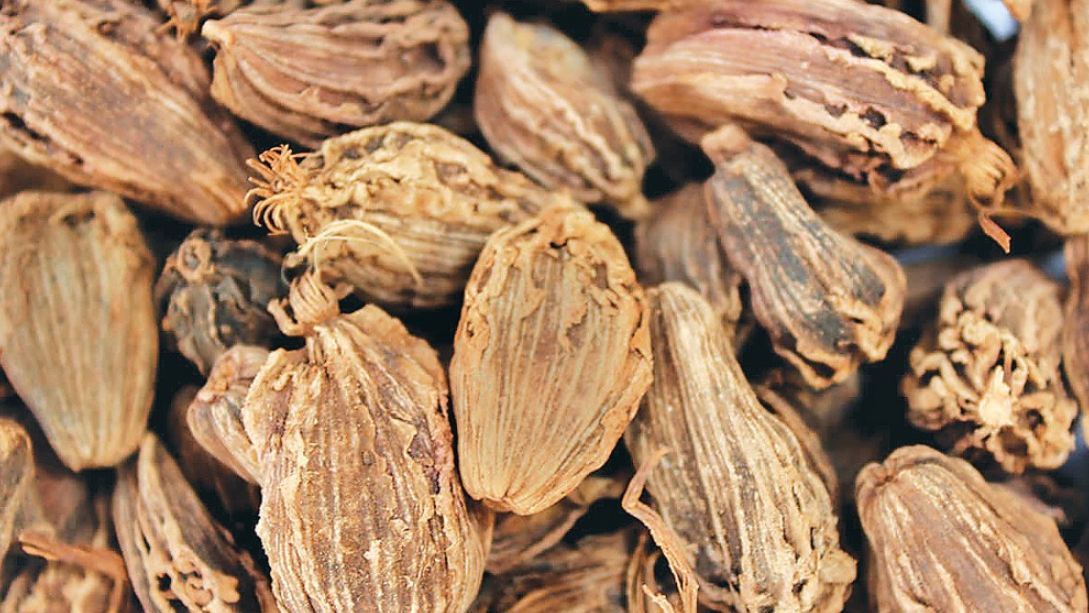 अलैँचीको लगातार मूल्य घट्न थालेपछि किसान चिन्तित