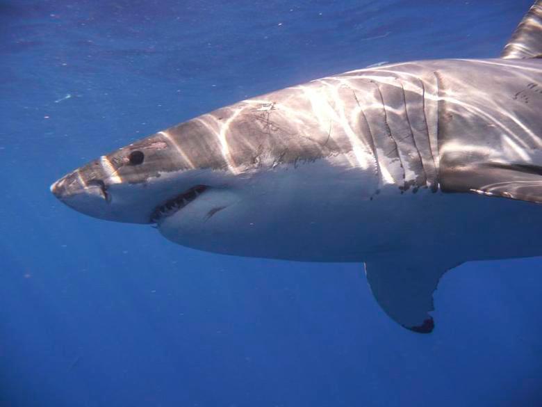China vlogger who ate great white shark under investigation