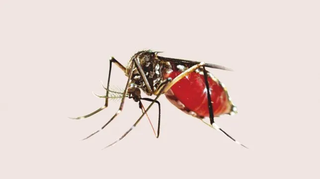 हेटौँडामा डेङ्गुुका बिरामी बढे