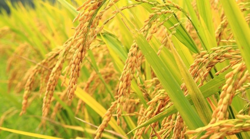 समयमा पानी नपरेका कारण दाङमा धान उत्पादनमा कमी हुने