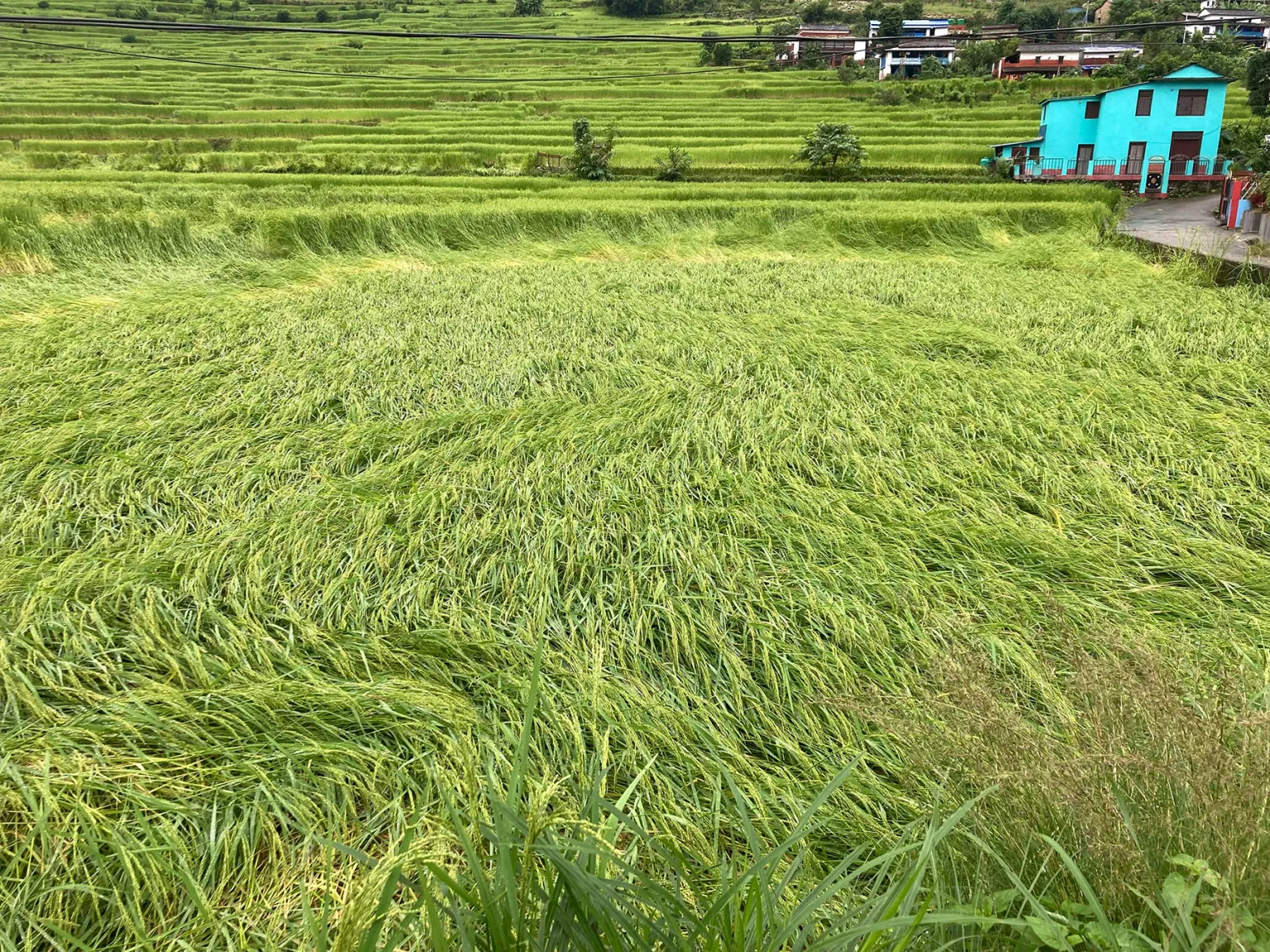 बर्दियामा चार सय ९४ बिघाको धानबालीमा क्षति