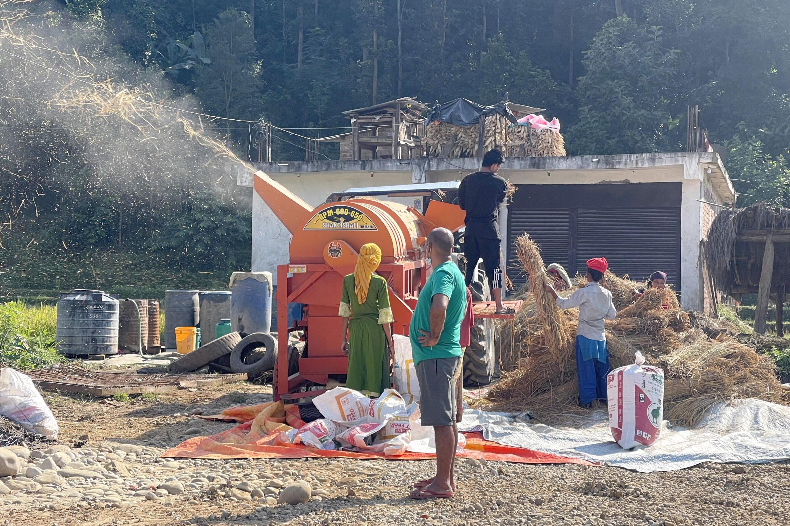 धान रोप्नेदेखि काट्नेसम्म तराई र भारतका श्रमिकको भर