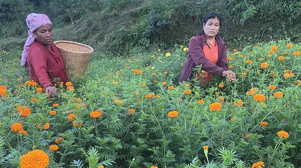 सयपत्री  प्रतिथुङ्गा रु चारमा बिक्री