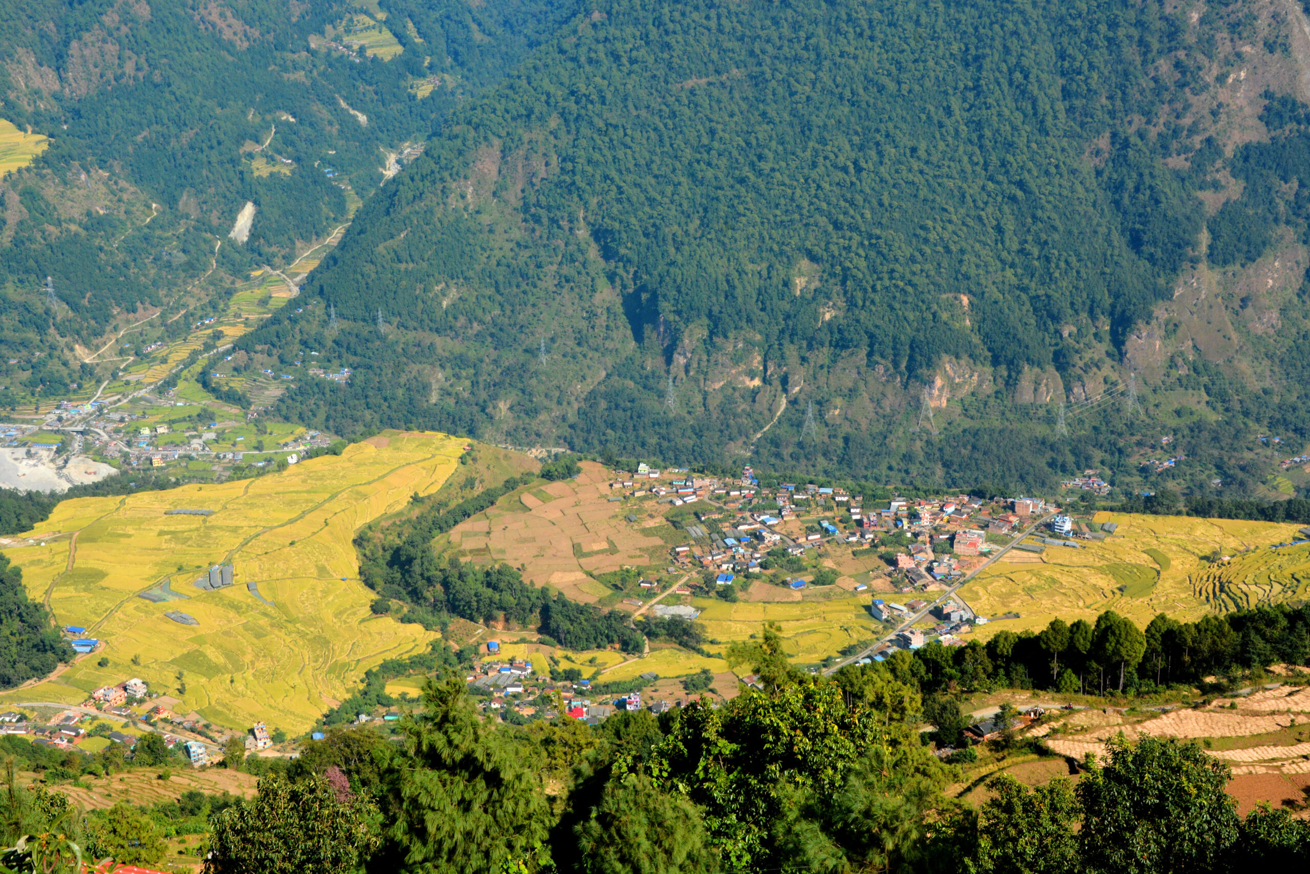 धानमा लागेन दाना, किसान चिन्तित