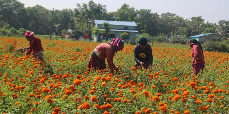 तिहारमा एउटै किसानले बेचे सात लाखको सयपत्री