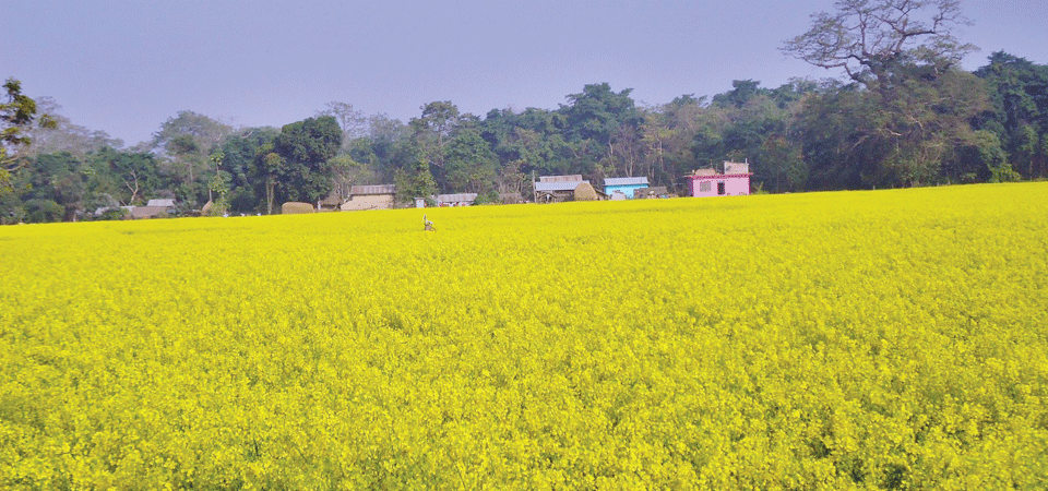 मूल्य बढेपछि किसान तोरीखेतीतर्फ आकर्षित