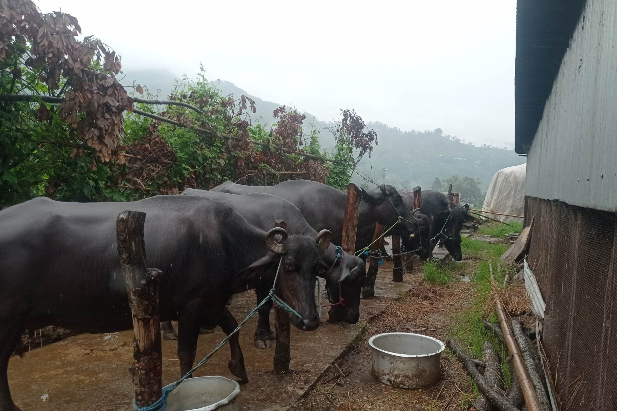 गाँउमै भैँसीपालनबाट मनग्य आम्दानी