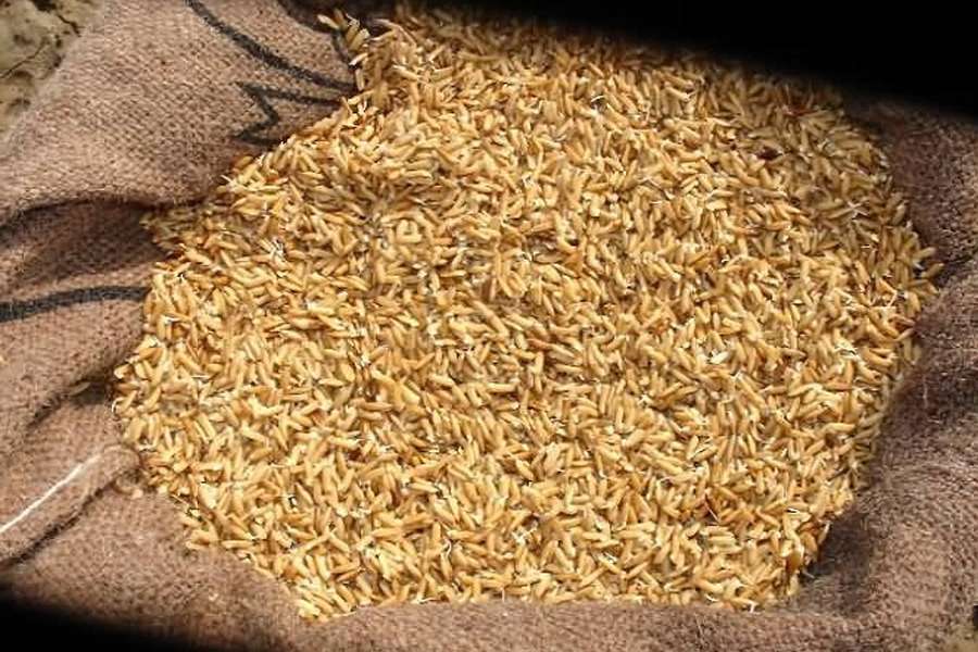 बाँकेमा किसानको धान खरिद सुरु