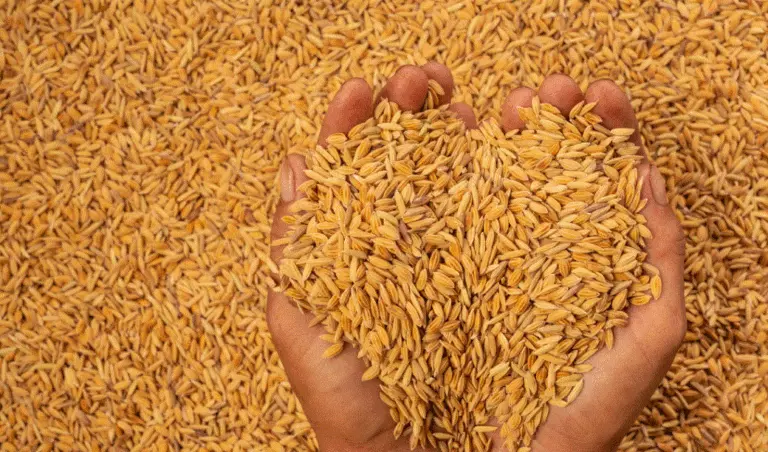 झापामा खाद्य कम्पनीले किसानको धान खरिद गर्ने