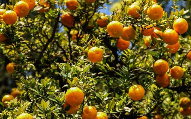बिक्री नभएपछि कृषकले सुन्तलाका बिरुवा उखेलेर फाल्न थाले
