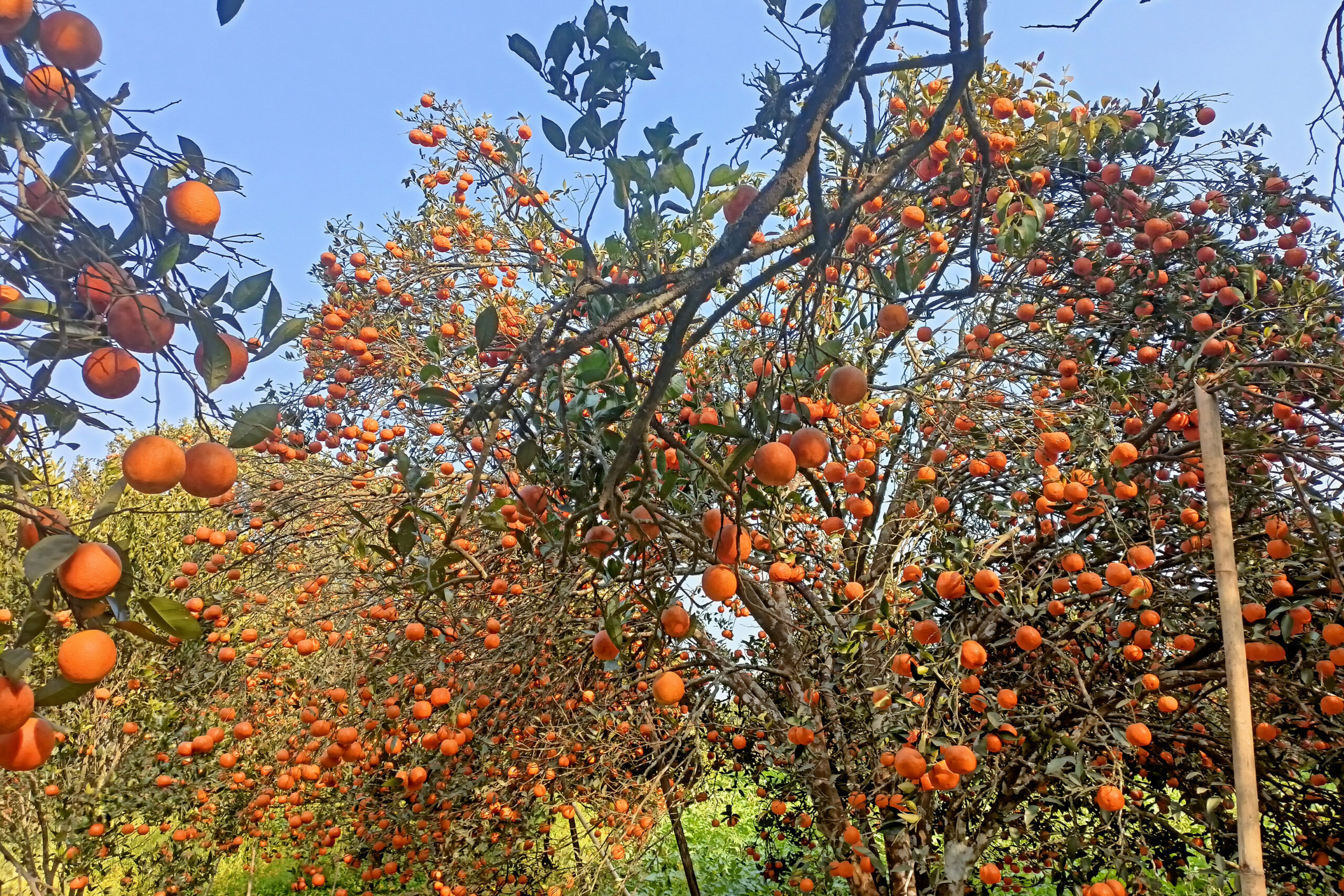 एउटै वडाबाट रू १४ करोडको सुन्तला बिक्री