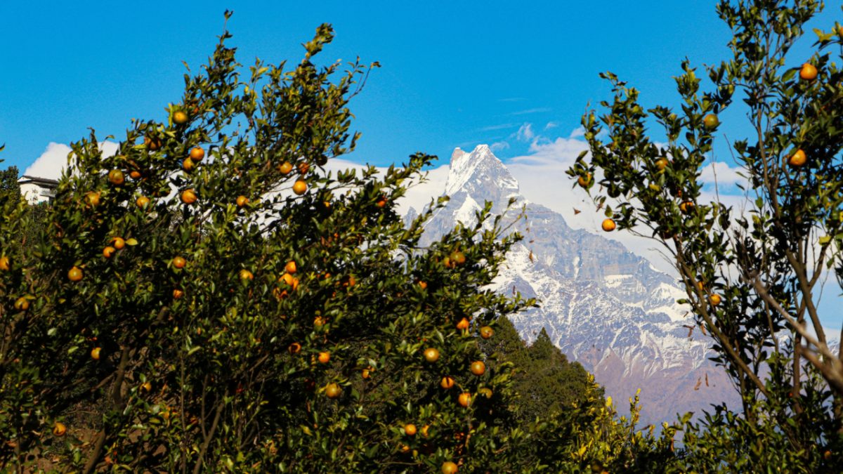 गण्डकीमा तीन अर्बको सुन्तला उत्पादन