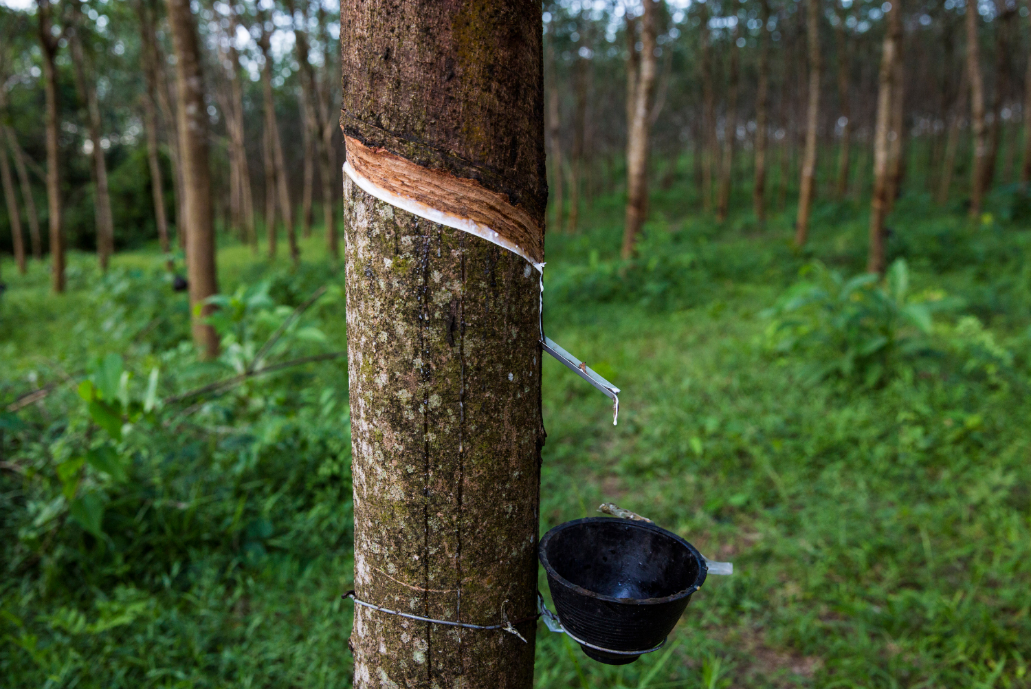 Thai farmers tap into sustainable rubber industry