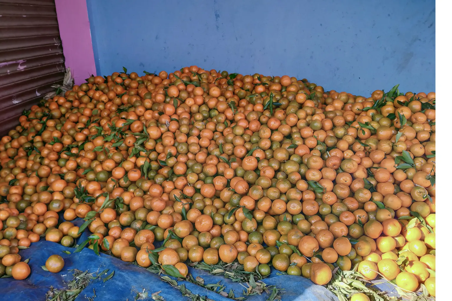 असिनाले साढे दुई करोडको सुन्तलामा क्षति